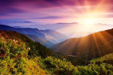 Wall Mural - Summer landscape in mountains