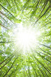 © dwph - 新緑の森と光芒