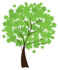 Sticker - vector maple tree