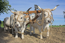 Plowing With Bullocks
