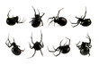 Spider, Black Widow, Lacrodectus Hasselti, female, various views