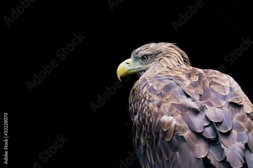 Obraz na płótnie canvas czteroczęściowy "tetraptyk" Steinadler