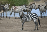 Fototapeta Konie - Zebra in Serengeti National Park, Tanzania, Africa