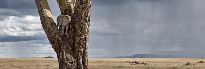 Wall Mural - Leopard in tree in Serengeti National Park of Tanzania, Africa