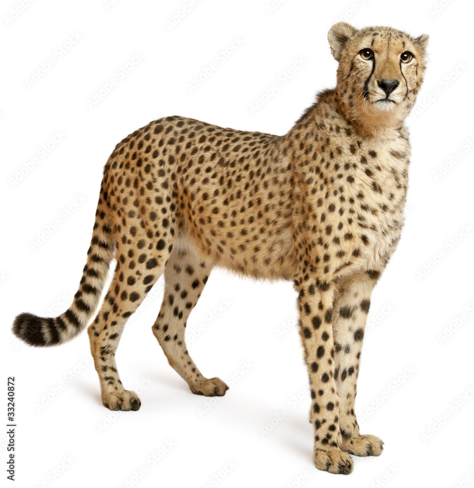 Cheetah, Acinonyx jubatus, 18 months old, standing - obrazy, fototapety, plakaty 