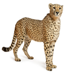 Wall Mural - cheetah, acinonyx jubatus, 18 months old, standing