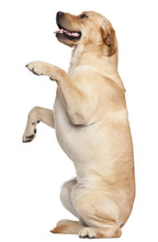 Labrador Retriever Standing On Hind Legs, 2 Years Old,