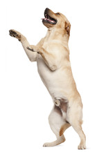 Labrador Retriever Standing On Hind Legs, 2 Years Old