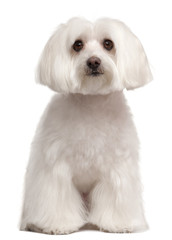 Wall Mural - Maltese dog sitting in front of white background