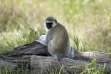Fototapeta Konie - Vervet Monkey, Chlorocebus pygerythrus, in Serengeti