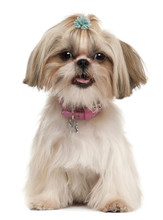 Shih Tzu, 1 Year Old, Sitting In Front Of White Background