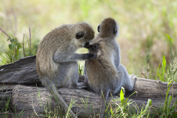 Wall Mural - Vervet Monkeys, Chlorocebus pygerythrus, in Serengeti