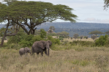 Poster - Elephants in Serengeti National Park, Tanzania, Africa