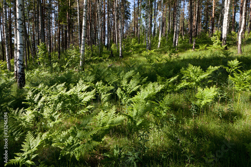 Naklejka samoprzylepna Krajobraz, brzozowy