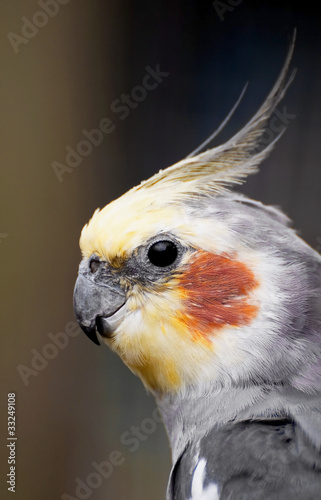 Obraz na płótnie canvas czteroczęściowy "tetraptyk" A cockatiel bliska