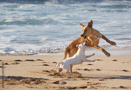 Foto-Kissen - Dogs playing at the beach (von kasto)
