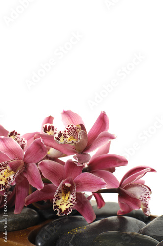 Tapeta ścienna Jasna orchidea na kamyczkach
