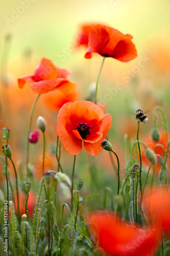 Naklejka na drzwi Roter Mohn