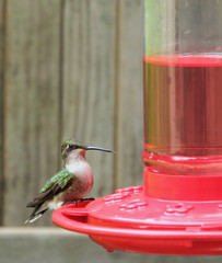 Sticker - Ruby-throated Hummingbird, Archilochus colubris