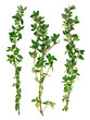 Fresh green thyme twigs, isolated