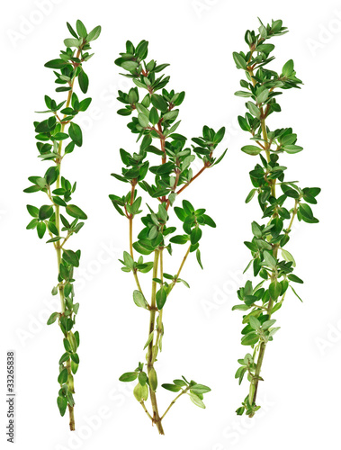 Cuadros en Lienzo Fresh green thyme twigs, isolated