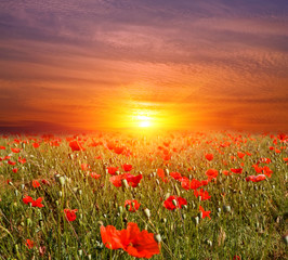 sunset on flowers meadow