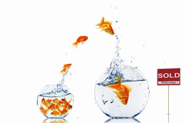 Poster - gold fish in a fishbowl