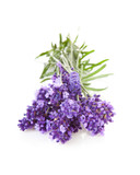 Fototapeta  - Bunch of picked lavender over white background