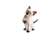 Funny Playful Siamese Kitten On White Background