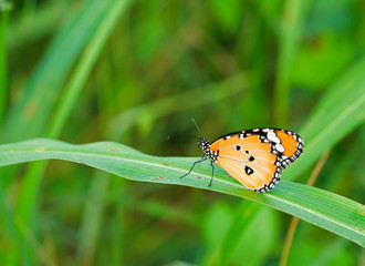 Wall Mural - orange butterfly wings.