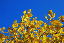 Yellow Autumn Leaves Blue Sky
