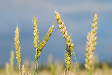 Poster - Ryes grain in field