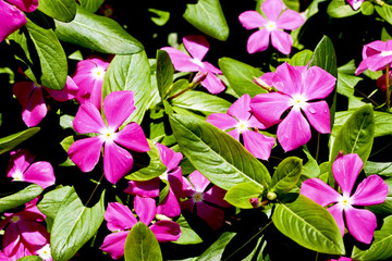 Wall Mural - flora