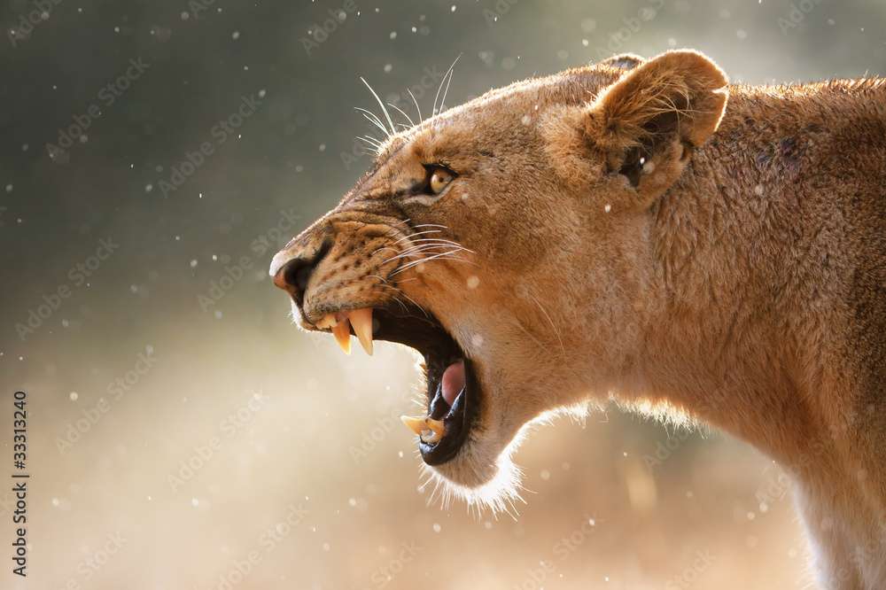 Lioness displaying dangerous teeth - obrazy, fototapety, plakaty 