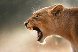 Fototapeta Zwierzęta - Lioness displaying dangerous teeth