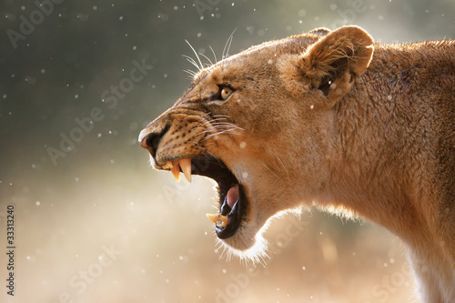 Obraz w ramie Lioness displaying dangerous teeth