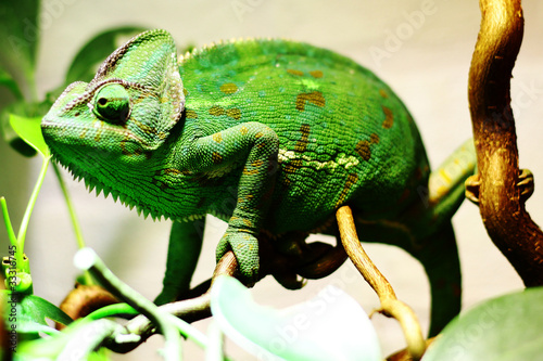 Naklejka samoprzylepna Kameleon
