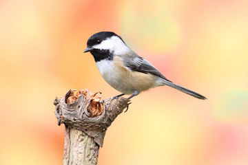 Wall Mural - Black-capped Chickadee (Poecile atricapillus)