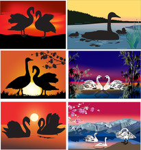 Swans Wildlife Collection