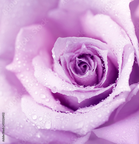 Naklejka na szybę Purple wet rose background