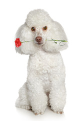 Poster - Toy poodle on a white background