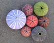 © Dimitrios - sea urchins and shells on wet sand, natural background
