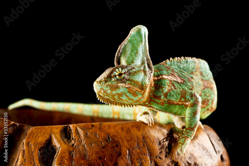 Naklejka samoprzylepna Kameleon
