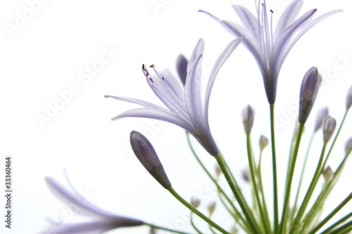 kwiaty-agawy-na-bialym-tle