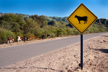 A Bright Yellow Cow Sign Along A Country Road