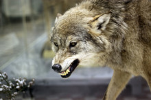 Angry Wolf