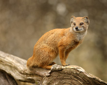 Portrait Of A Yellow Mongoose