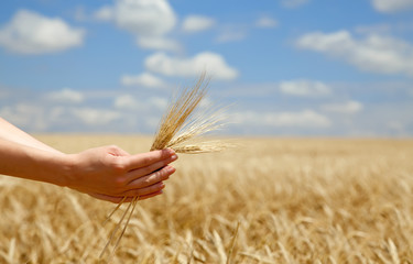 Female farmer hands keep crops over field.