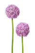 canvas print picture - Zwei schöne Allium Blüten