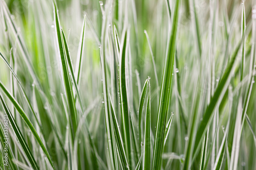 Tapeta ścienna na wymiar japan sedge